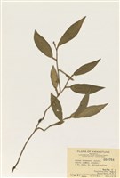 藏品(柚葉藤)的圖片